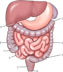 Which structure is labeled 1?   A)  Ascending colon B)  Left colic flexure C)  Right colic flexure D)  Sigmoid colon