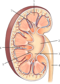 Which structure of the kidney is labeled 3?   A)  Minor calyx B)  Major calyx C)  Renal pelvis D)  Renal pyramid
