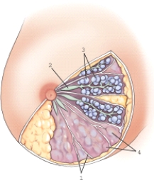 Which of the following structures is labeled 1?   A)  Alveoli B)  Blood vessels C)  Cooper's ligament D)  Ducts