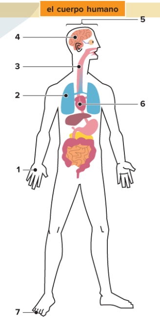   -El cuerpo humano. Write the names of the indicated body parts. Include the definite article.