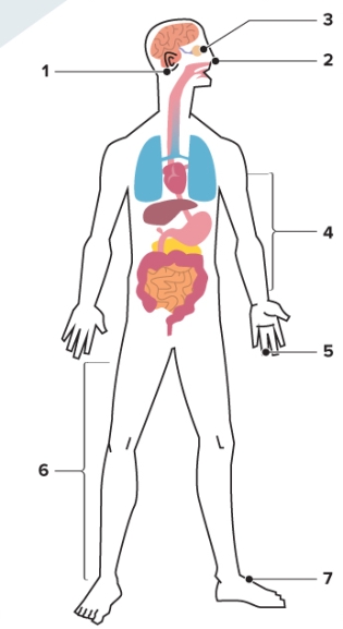El cuerpo.     -Write the names of the indicated body parts. Include the definite article.