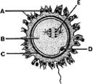 <strong> ________ Polar body</strong> A) A B) B C) C D) D E) E