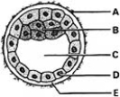 <strong> ________ Embryoblast</strong> A) A B) B C) C D) D E) E