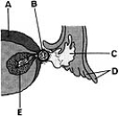   ________ Derived from a primary oocyte A)  A B)  B C)  C D)  D E)  E