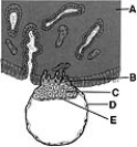 <strong> ________ Cytotrophoblast</strong> A) A B) B C) C D) D E) E
