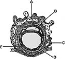 <strong> ________ Extraembryonic coelom</strong> A) A B) B C) C D) D E) E