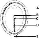 <strong> ________ Gives rise to most of the embryonic mesoderm</strong> A) A B) B C) C D) D E) E