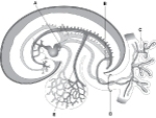 <strong> ________ Sinus venosus</strong> A) A B) B C) C D) D E) E