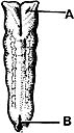     ________ Forms from the paraxial mesoderm A)  A B)  B C)  C D)  D E)  E
