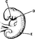     ________ Forms from the paraxial mesoderm A)  A B)  B C)  C D)  D E)  E