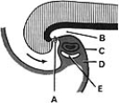 <strong> ______ Oropharyngeal membrane</strong> A) A B) B C) C D) D E) E