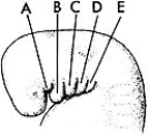   ________ Forms the inferior part of the face A)  A B)  B C)  C D)  D E)  E