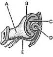   ________ Differentiates into the nonpigmented portion of the ciliary epithelium A)  A B)  B C)  C D)  D E)  E