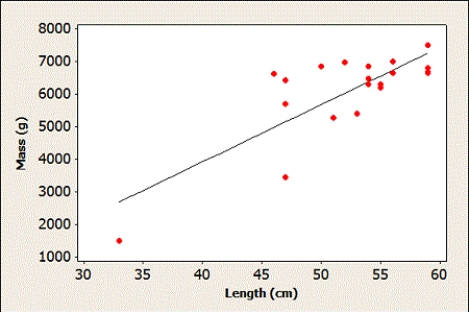 A scatterplot of the biologist's data, with the least squares regression line, is provided. There is a clear outlier in the lower left corner of the plot. How would removing this point from the dataset most likely affect the correlation between body length (cm)  and body mass (g) ?   A)  It would make the correlation stronger. B)  It would make the correlation weaker. C)  It would have no impact on the correlation between body length and body mass.