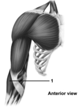 This figure shows an anterior view of the arm muscles.What muscle does number 1 indicate   A) Biceps brachii B) Brachialis C) Coracobrachialis D) Brachioradialis E) Triceps brachii