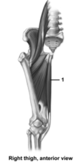 This figure shows an anterior view of the right thigh.What muscle does number 1 indicate   A) Gluteus maximus B) Gluteus medius C) Psoas major D) Gracilis E) Vastus lateralis