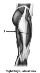 This figure shows a lateral view of the right thigh.What muscle does number 1 indicate   A) Gluteus maximus B) Gluteus medius C) Psoas major D) Gracilis E) Vastus lateralis