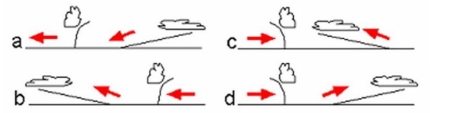 The illustrations below represent a slice through the cold and warm fronts along line X- Y on the map. Which of the images below best represents conditions along the line X-Y?    A)  Diagram a B)  Diagram b C)  Diagram c D)  Diagram d