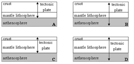 Which diagram best summarizes the structure of a tectonic plate?   A)  A B)  B C)  C D)  D