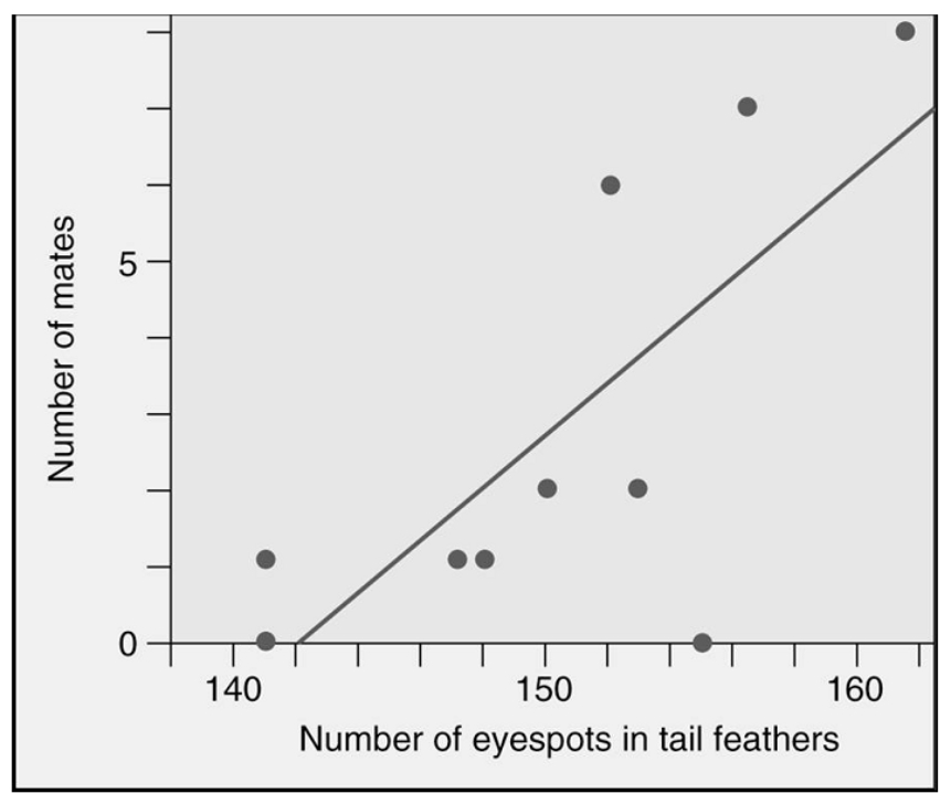 Pea fowl (peacocks and peahens)  show sexual dimorphism -- males have long blue-green tail feathers with eyespots, while females have short brown tail feathers. Which statement best describes the graphed data about peacocks?   A)  There are no peacocks with less than 140 eyespots. B)  The fewer eyespots that a peacock has in his tail, the more mates he attracts. C)  Actually eyespots have very little to do with mate-attracting activities. D)  The more eyespots that a peacock has in his tail, the more mates he attracts. E)  There are no peacocks with more than 165 eyespots.