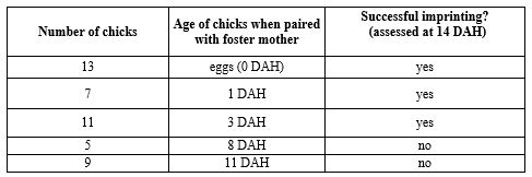 A bird sanctuary sometimes takes over the care of eggs or chicks of an endangered duck species if the parents are killed. They are sometimes able to use mothers of farm ducks to cross-foster the chicks, but it doesn't always work. Looking at the following data table, what is the critical period for imprinting in this species? (Note: DAH stands for  days after hatching .)    A)  The critical period extends from 1-3 DAH. B)  The critical period extends from 3-8 DAH. C)  The critical period ends sometime between 1-3 DAH. We can not determine from this data when the critical period begins. D)  The critical period ends sometime between 3-8 DAH. We can not determine from this data when the critical period begins.