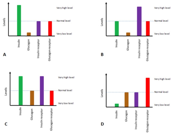 Roger has dangerously high levels of glucose in his blood. Genetic and protein tests reveal that he has mutations in two genes and abnormal amounts or activity of the proteins encoded by those two genes. What would be the most likely match to Roger's protein profile?   A)  A B)  B C)  C D)  D