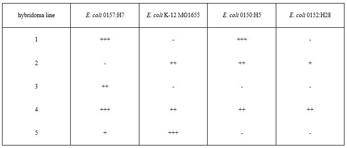 <strong>When developing a monoclonal antibody-based test kit, great care must be taken to choose an antibody with the right binding properties. Imagine that you are developing a food-testing kit to specifically detect E. coli 0157:H7, a pathogenic serotype of E. coli that causes food poisoning. Choose the hybridoma line best suited for use in your test kit.  </strong> A) 1 B) 2 C) 3 D) 4 E) 5 <div style=padding-top: 35px> 