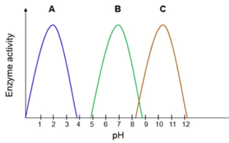   The enzyme _______ has a pH optimum most similar to peak A in the above graph. A)  chymotrypsin B)  lipase C)  salivary amylase D)  pancreatic amylase E)  trypsin F)  pepsin