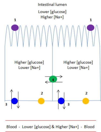   The above diagram shows four different types of transport proteins in the membranes of epithelial cells that line the small intestine. What protein most likely carries out coupled transport of both Na<sup>+</sup> and glucose in the overall process of glucose absorption? A)  1 (purple)  B)  2 (yellow)  C)  3 (blue)  D)  4 (green)  E)  none of the above