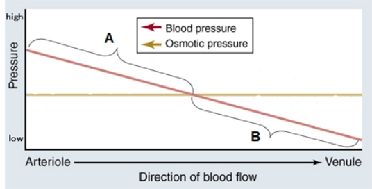 The graph below can be used to understand the forces underlying the movement of fluid between the blood and the interstitial fluid. What is a true statement concerning these processes?   A)  Edema results from reduction of fluid flow in region A. B)  Normally, the net amount of fluid flow in region A is less than the net amount of fluid flow in region B. C)  Sodium ions contribute significantly to the movement of fluid in region B. D)  In people suffering from severe liver disease or protein starvation, the fluid flow in region B is increased. E)  Fluid leaves the blood in region A and returns to the blood in region B.