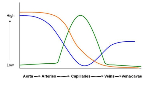 The figure below shows data for three different characteristics of blood vessels (orange, blue and green curves, respectively) . What is correct to conclude from this graph?   A)  The exchange of nutrients and respiratory gases between the blood and the interstitial fluid occurs where the blue curve plateaus out on the right. B)  Blood is propelled at the maximum of the orange curve by forceful closing of the aortic valve. C)  The orange curve represents the velocity of the blood flowing through each class of blood vessel. D)  The blue curve represents the average blood pressure in each class of blood vessel. E)  The green curve represents the total cross-sectional area of each class of blood vessel.