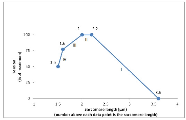 <strong>The sliding filament model for muscle contraction can be studied using an isolated skeletal muscle that is fixed at each end, while a machine records the tension that is generated when the muscle is stimulated to contract. In one particular muscle tested, the length of the thick filaments was 1.6  \mu m and the length of the thin filaments that project in from each Z line towards the center of the sarcomere was 1.0  \mu 0m. A summary of the results comparing sarcomere length to the degree of tension produced during contraction is shown below. What most likely explains the difference between segment II and segment III of the graph?  </strong> A) There is an increasing overlap of the free ends of the thin filaments in segment III but not in segment II. B) Fewer myosin cross-bridges are forming in segment II than in segment III. C) The length of the thick filaments is decreasing in segment III but not in segment II. D) The distance between the Z lines is constant in segment II but rapidly increasing in segment III. E) The muscle cells used up all the ATP by the end of segment II. F) The length of the thin filaments is decreasing in segment III but not in segment II. <div style=padding-top: 35px>  