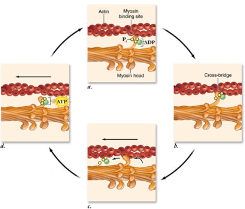 <strong>In the power stroke shown in panel c below, the thin filaments are pulled towards the center of the sarcomere. What is the specific sequence of events that occurs during a power stroke?  </strong> A) Release of ADP -> myosin head changes shape -> release of the phosphate group B) Release of the phosphate group -> release of ADP -> myosin head changes shape C) Release of the phosphate group -> myosin head changes shape -> release of ADP D) Release of ADP-> release of the phosphate group -> myosin head changes shape E) Myosin head changes shape -> release of the phosphate group -> release of ADP <div style=padding-top: 35px> 