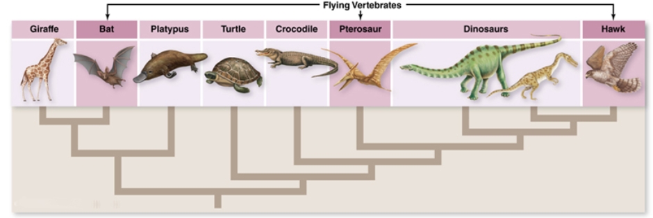 <strong>  Based on the above diagram and other information from your text, what is the most likely (e.g., most parsimonious) explanation for the evolution of flight in vertebrates?</strong> A) The common ancestor of all terrestrial vertebrates was wingless and wings evolved independently two different times: once in bats and once in the common ancestor of birds, pterosaurs and dinosaurs. B) Wings evolved once in vertebrates (e.g., the common ancestor of all terrestrial vertebrates had wings) and wings were subsequently lost in all but three lineages: bats, pterosaurs and birds. C) The common ancestor of all terrestrial vertebrates was wingless and wings evolved independently three different times: in bats, in pterosaurs and in the common ancestor of birds and dinosaurs. D) The common ancestor of all terrestrial vertebrates was wingless and wings evolved independently three different times: in bats, in birds and in the common ancestor of pterosaurs and dinosaurs. E) The common ancestor of all terrestrial vertebrates was wingless and wings evolved independently three different times: in bats, in pterosaurs and in birds. <div style=padding-top: 35px> 