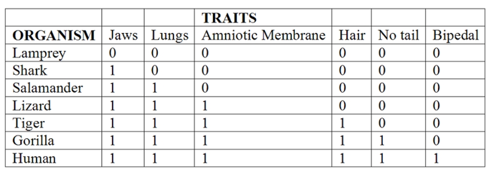 Choose the true statement about the morphological data in the chart shown below. The  1  in the box means the trait is present and the  0  indicates that the trait is absent.   A)  All organisms in this chart share all of the derived characteristics. B)  Only the gorilla and humans share all of the derived characteristics. C)  The lamprey is the only outgroup since it shares none of the derived characteristics. D)  The salamander and the tiger are outgroups because they only share two of the derived characteristics (jaws and lungs) . E)  The shark is an outgroup since it only has one of the derived characteristics (jaws) .