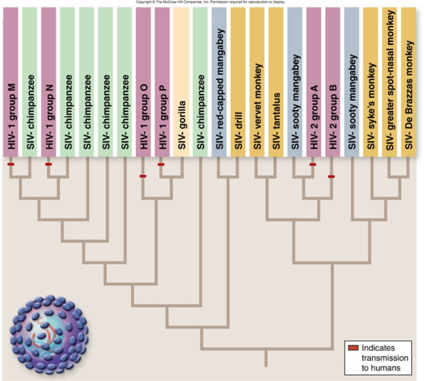   The figure shows the evolution of HIV and SIV. Choose the true statements about the evolution of HIV.  A)  All strains of HIV are included within clades with SIV strains. B)  A strain of HIV is never more closely related to another strain of HIV than it is to a SIV strain. C)  Humans acquired different subtypes of HIV from different primate hosts. D)  HIV-1 group O is more closely related to SIV-chimpanzee than SIV-gorilla.
