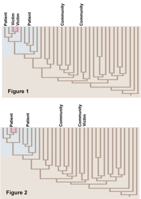 The figures show alternative phylogenies of HIV strains in a victim who was infected with HIV<sup>+</sup> blood and in potential sources of the blood (the patient)  and HIV strains in members of the community. Choose the true statement(s)  about the evolution of this HIV strain.   A)  Figure 1 supports that the victim contracted HIV from the patient, and Figure 2 supports that the victim contracted HIV from someone in the community. B)  Figure 1 supports that the victim contracted HIV from someone in the community, and Figure 2 supports that the victim contracted HIV from the patient. C)  Figure 1 supports that the HIV strain mutated into a new strain inside the victim's body, and Figure 2 supports that HIV did not mutate into a new strain inside the victim's body. D)  Figure 1 supports that the HIV strain did not mutate into a new strain inside the victim's body, and Figure 2 supports that HIV mutated into a new strain inside the victim's body.