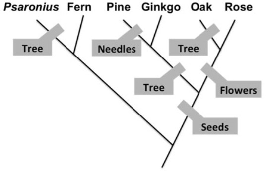  -Based on the phylogeny shown, which species is not a tree but has seeds? A)  Ginkgo B)  Fern C)  Rose D)  Oak