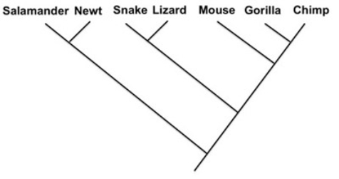   -Indicate the phylogenies that show the same relationship as the phylogeny above. A)    B)    C)    D)   