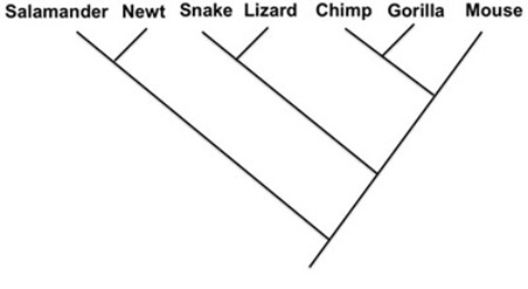   -Indicate the phylogenies that show the same relationship as the phylogeny above. A)    B)    C)    D)   