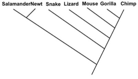   -Indicate the phylogenies that show the same relationship as the phylogeny above. A)    B)    C)    D)   