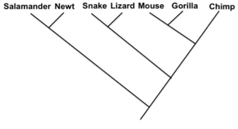   -Indicate the phylogenies that show the same relationship as the phylogeny above. A)    B)    C)    D)   