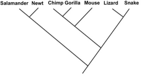   -Indicate the phylogenies that show the same relationship as the phylogeny above. A)    B)    C)    D)   