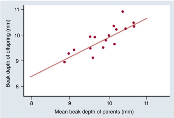 Which aspect(s)  of natural selection is(are)  illustrated by the figure below (21.2b) ? Check all that apply.   A)  Variation must exist in the population. B)  Variation among individuals must be genetically transmissible to the next generation. C)  Variation among individuals leads to differences in lifetime reproductive success. D)  More individuals are produced each generation than the environment can support, resulting in competition for survival.
