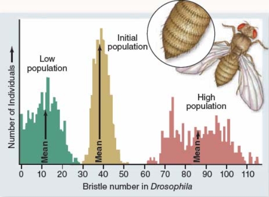 The figure below shows results of bristle number in Drosophila flies after 35 generations of artificial selection.   This figure suggests that A)  bristle number has evolved beyond the original range of phenotypic variation for this trait. B)  after 35 generations of selection, populations no longer exhibit variation in bristle number. C)  natural selection cannot lead to large phenotypic changes. D)  at the end of the experiment,  high population  flies were unable to interbreed with  low population  flies.