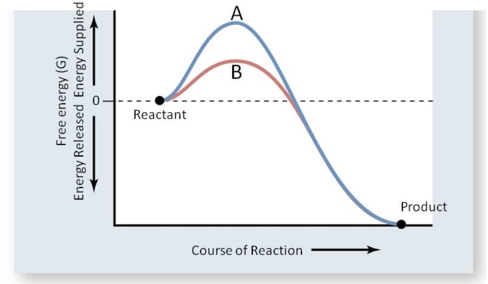 <strong>Carbonic anhydrase (CA), an enzyme widely present in plant and animal tissues, catalyzes the reaction:   This reaction is important for the maintenance of acid base balance in blood and other tissues and to help transport CO<sub>2</sub> out of tissues; without a catalyst, this reaction would not occur at rates that could maintain homeostasis. In the figure below, which line(s) represents the reaction catalyzed by carbonic anhydrase?  </strong> A) Line B; the activation energy has been lowered. B) Line A; the activation energy increased. C) Lines A and B; product is shown for both lines. D) Line A; more energy is supplied. E) Either, as the free energy is the same for both. <div style=padding-top: 35px> 