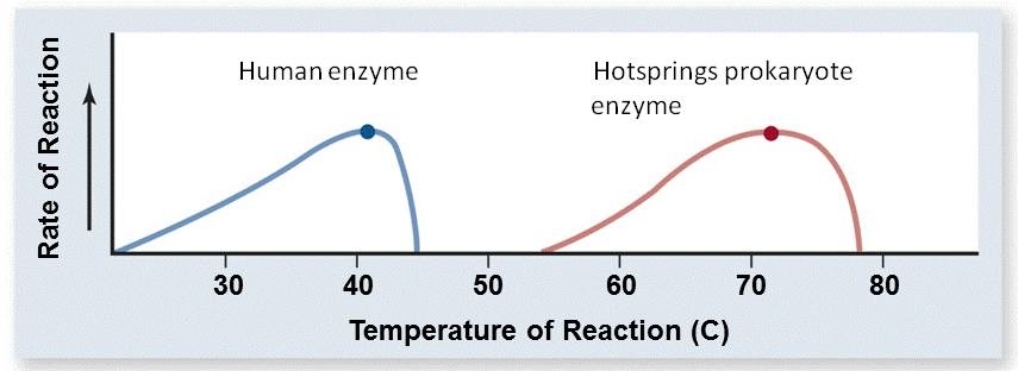 <strong>Based on the graph below, what are the optimal temperatures for the human enzyme and the hotsprings prokaryote enzyme?  </strong> A) The optimal temperature for the human enzyme is 46<sup>o</sup>C; the optimal temperature for the hotsprings prokaryote enzyme is 79<sup>o</sup>C. B) The optimal temperature for the human enzyme is 30<sup>o</sup>C; the optimal temperature for the hotsprings prokaryote enzyme is 60<sup>o</sup>C. C) The optimal temperature for the human enzyme is 35<sup>o</sup>C; the optimal temperature for the hotsprings prokaryote enzyme is 65<sup>o</sup>C. D) The optimal temperature for the human enzyme is 40<sup>o</sup>C; the optimal temperature for the hotsprings prokaryote enzyme is 72<sup>o</sup>C. <div style=padding-top: 35px> 