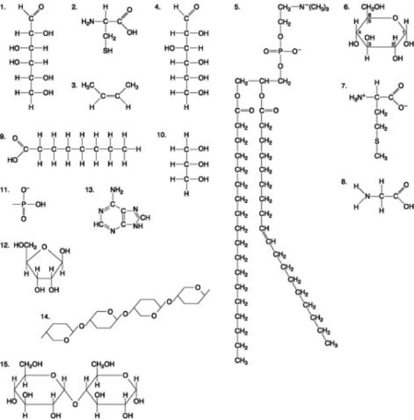 The following question is based on the 15 molecules illustrated in the figure.   Which of the following molecules is the pentose sugar found in RNA? A)  1 B)  6 C)  12 D)  13 