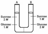 The solutions in the two arms of this U-tube are separated by a membrane that is permeable to water and glucose but not to sucrose. Side A is half-filled with a solution of 2 M sucrose and 1 M glucose. Side B is half-filled with 1 M sucrose and 2 M glucose. Initially, the liquid levels on both sides are equal.   In the U-tube illustrated above, ________. A)  side A is hypertonic to side B B)  side A is hypotonic to side B C)  side A is isotonic to side B D)  side A is more turgid than side B 