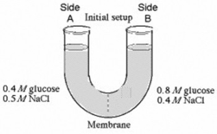 The solutions in the arms of a U-tube are separated at the bottom of the tube by a selectively permeable membrane. The membrane is permeable to sodium chloride but not to glucose. Side A is filled with a solution of 0.4 M glucose and 0.5 M sodium chloride (NaCl) , and side B is filled with a solution containing 0.8 M glucose and 0.4 M sodium chloride. Initially, the volume in both arms is the same.   In the U-tube experiment illustrated above, which of the following statements correctly describes side B at equilibrium? A)  The concentration of NaCl and glucose will decrease, and the water level will increase. B)  The concentration of NaCl will increase, the concentration of glucose will decrease, and the water level will increase. C)  The concentration of NaCl will increase, the concentration of glucose will decrease, and the water level will decrease. D)  The concentration of NaCl and glucose will increase, and the water level will decrease. 